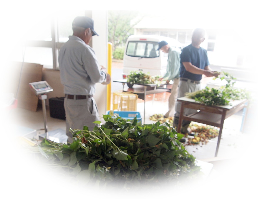 ドクダミを栽培している農家の方の様子